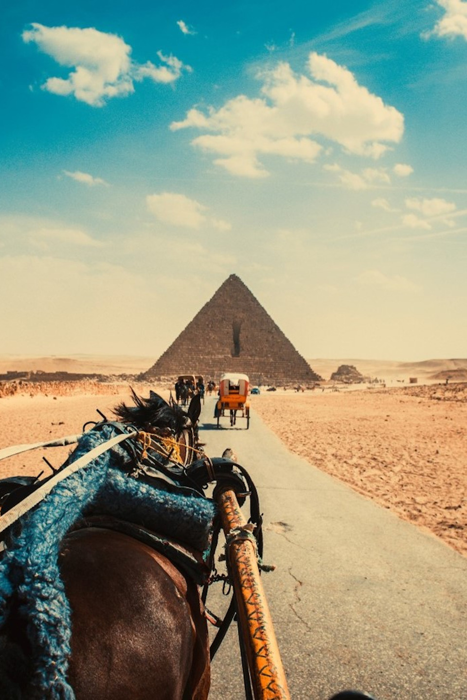A horse in front of the pyramids
